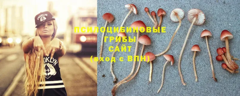 Галлюциногенные грибы Psilocybine cubensis  Грайворон 